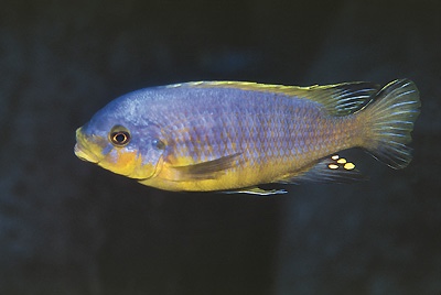 Petrotilapia flaviventris 'Linganjala Reef'